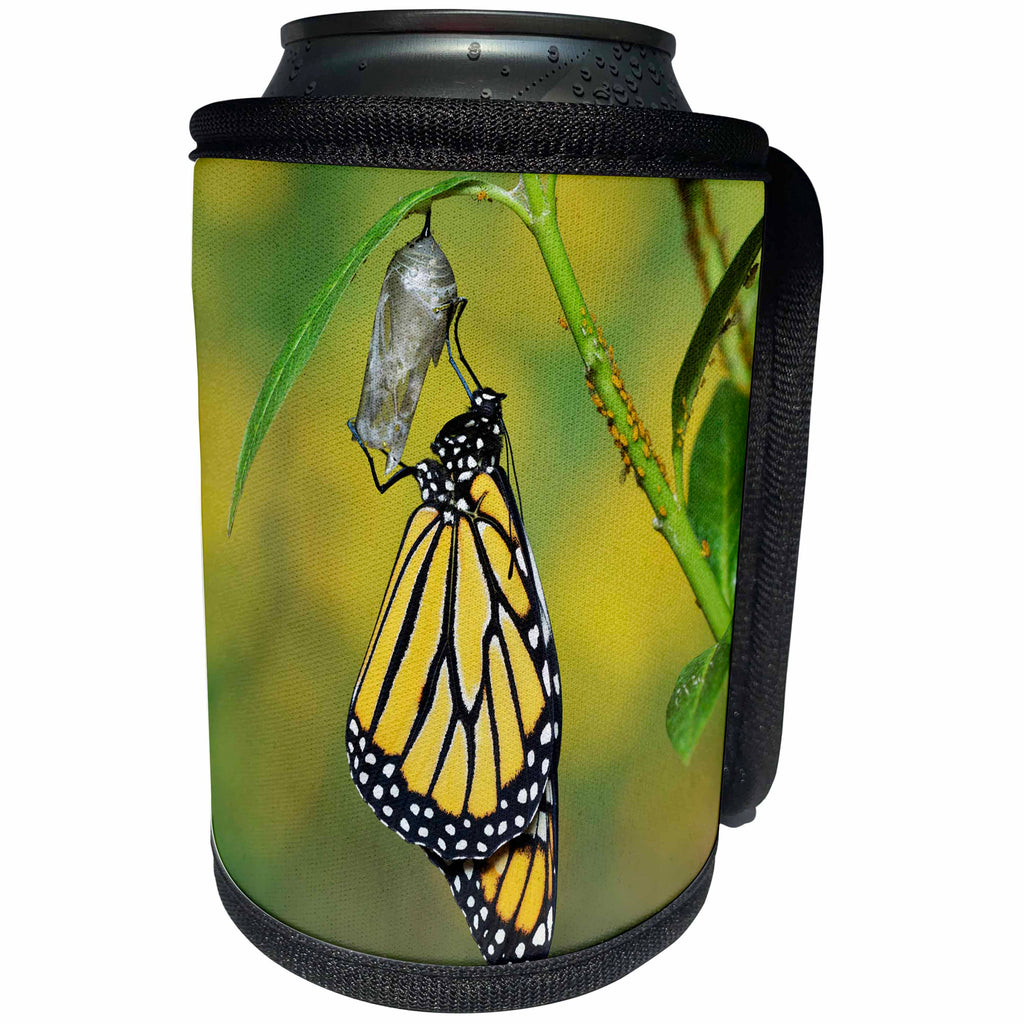 3dRose Danita Delimont - Butterflies - Monarch butterfly emerging from chrysalis, Hill Country, Texas - Can Cooler Bottle Wrap (cc_279569)