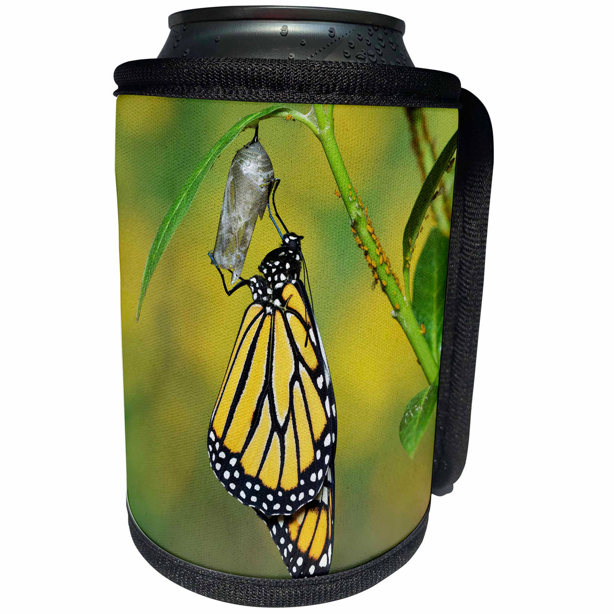 3dRose Danita Delimont - Butterflies - Monarch butterfly emerging from chrysalis, Hill Country, Texas - Can Cooler Bottle Wrap (cc_279569)