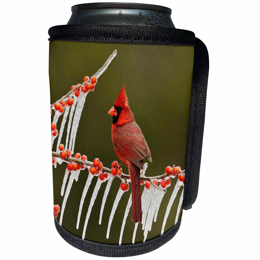 3dRose Danita Delimont - Songbirds - Northern Cardinal on icy branch of Holly, Hill Country, Texas - Can Cooler Bottle Wrap (cc_279571)