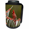 3dRose Danita Delimont - Songbirds - Northern Cardinal on icy branch of Holly, Hill Country, Texas - Can Cooler Bottle Wrap (cc_279571)