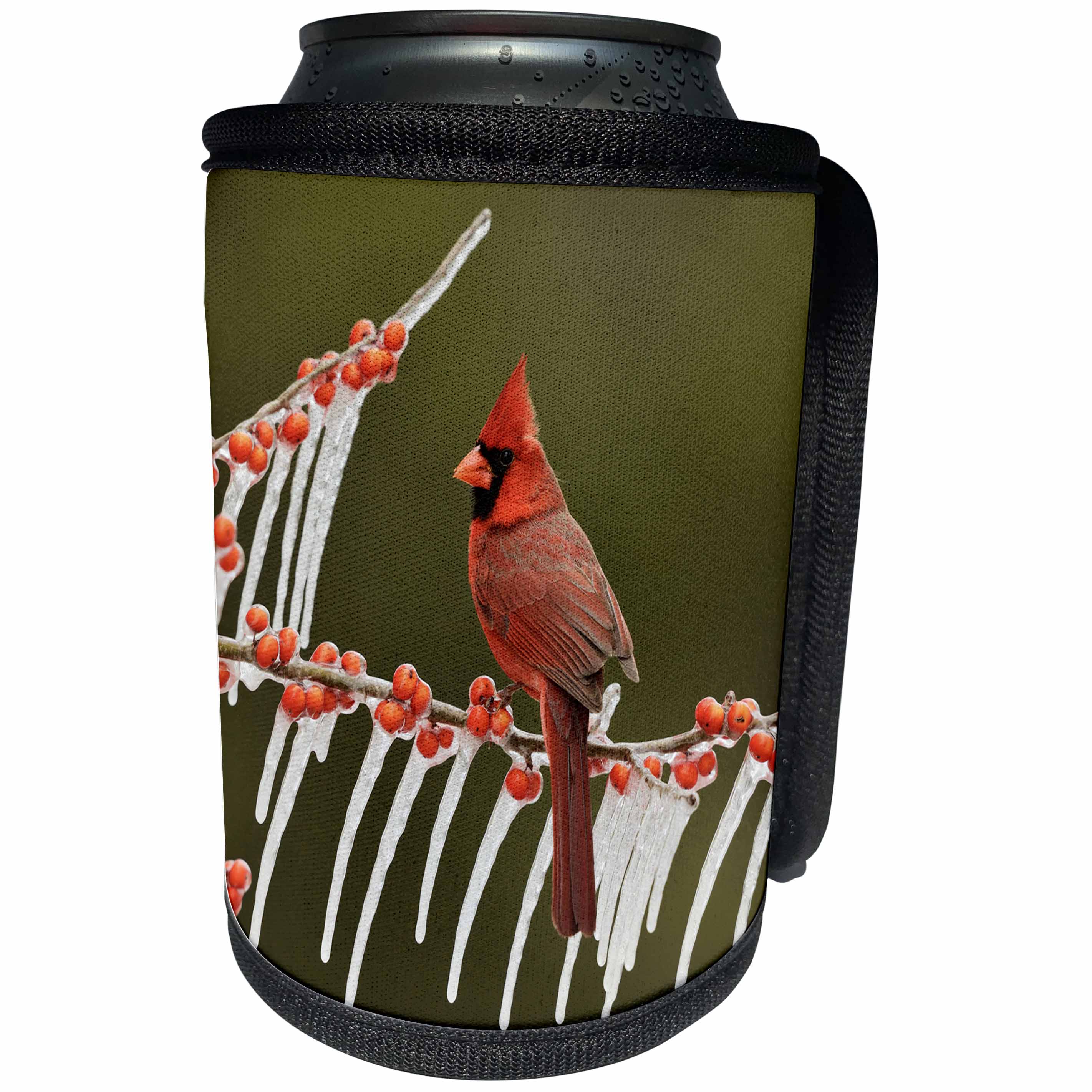3dRose Danita Delimont - Songbirds - Northern Cardinal on icy branch of Holly, Hill Country, Texas - Can Cooler Bottle Wrap (cc_279571)