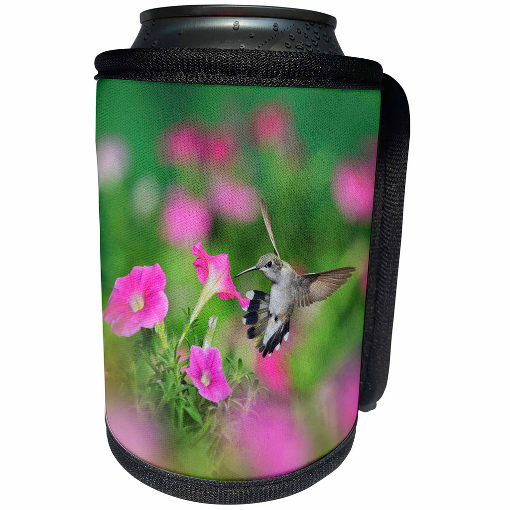 3dRose Danita Delimont - Hummingbirds - Ruby throated Hummingbird feeding on Petunias, Hill Country, Texas - Can Cooler Bottle Wrap (cc_279574)