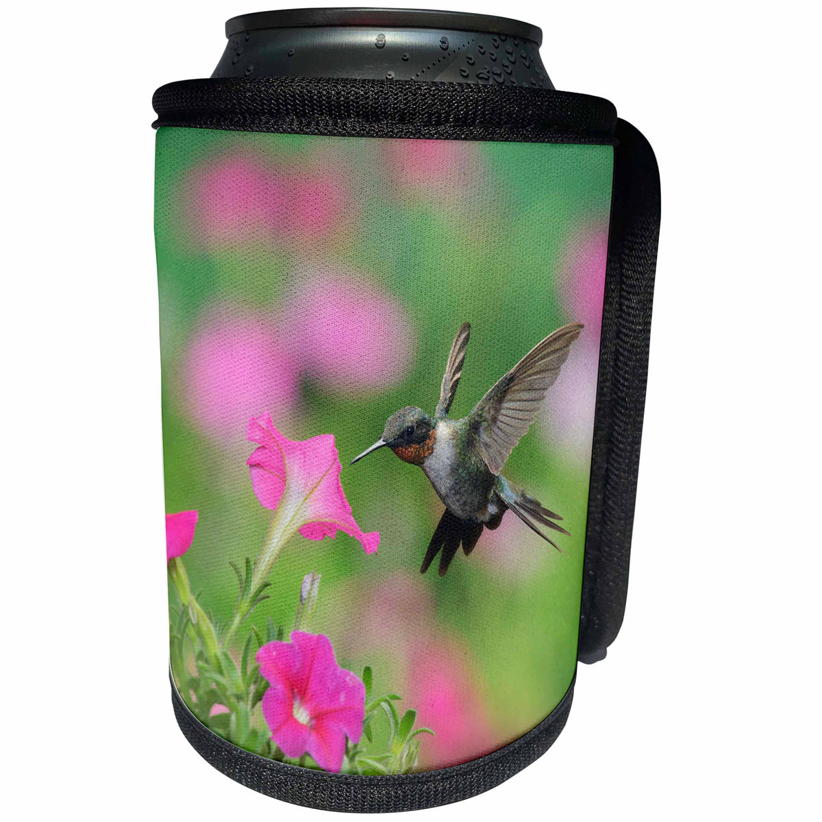 3dRose Danita Delimont - Hummingbirds - Ruby throated Hummingbird male at Petunia flowers, Hill Country, Texas - Can Cooler Bottle Wrap (cc_279575)