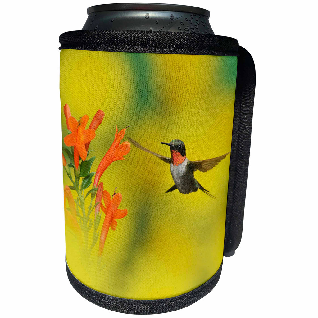3dRose Danita Delimont - Hummingbirds - Ruby throated Hummingbird feeding on honeysuckle, Hill Country, Texas - Can Cooler Bottle Wrap (cc_279576)