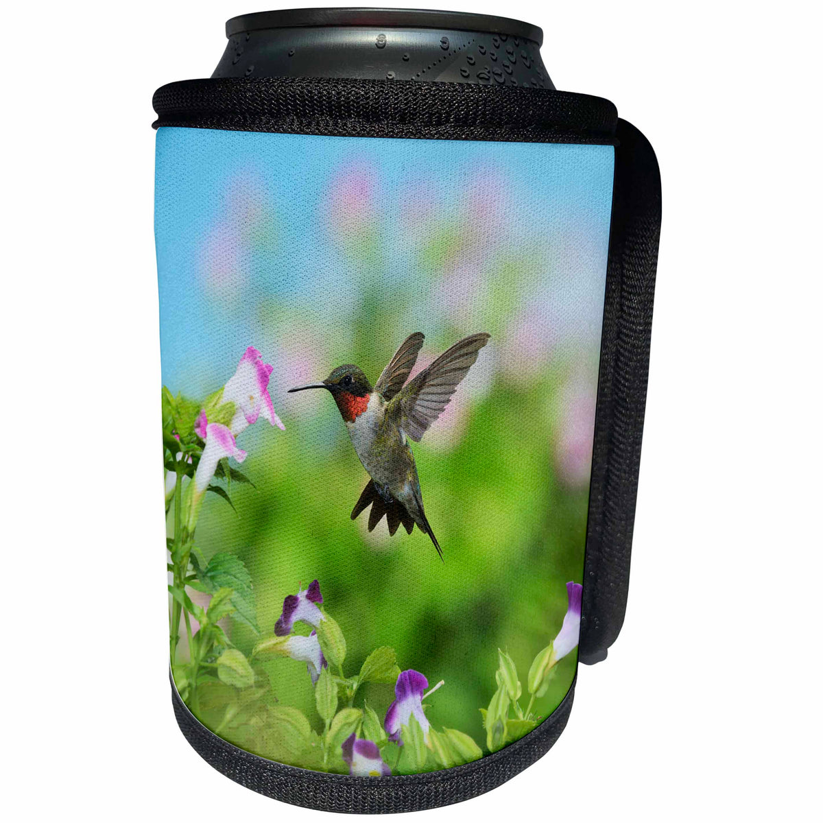 3dRose Danita Delimont - Hummingbirds - Ruby throated Hummingbird male feeding, Hill Country, Texas - Can Cooler Bottle Wrap (cc_279577)