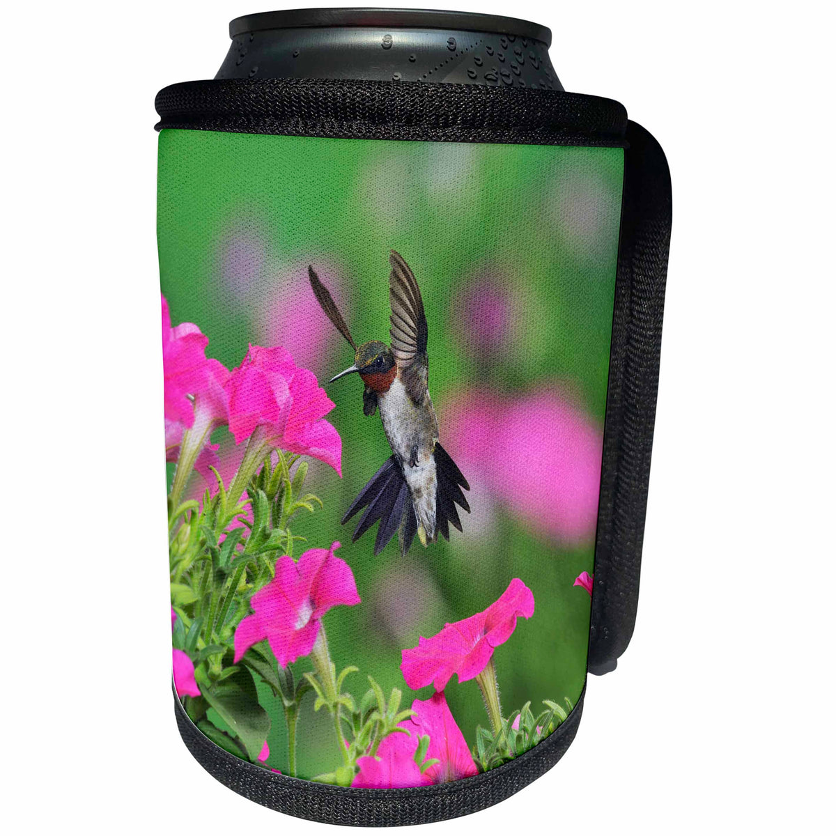 3dRose Danita Delimont - Hummingbirds - Ruby throated Hummingbird male in flight feeding, Hill Country, Texas - Can Cooler Bottle Wrap (cc_279578)
