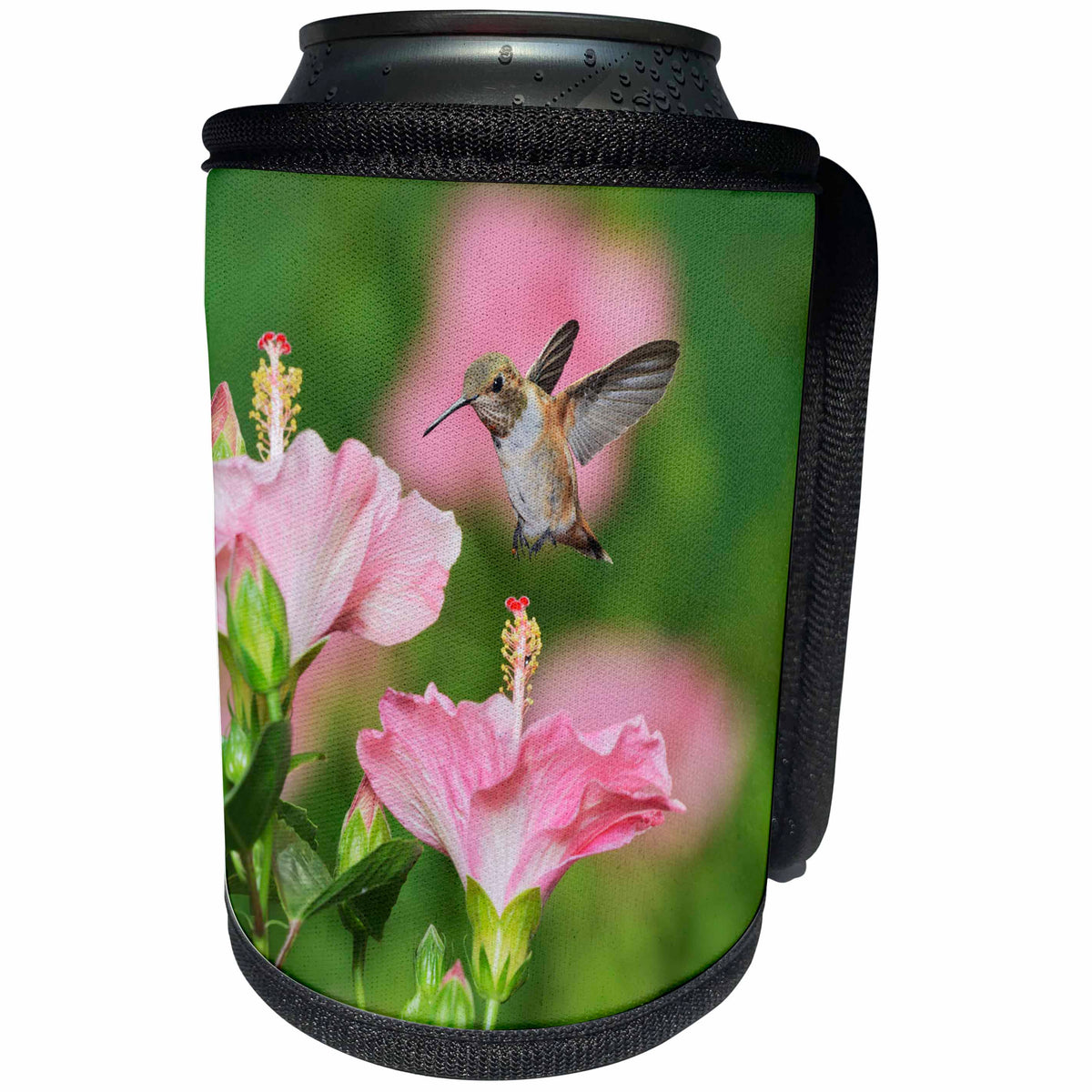 3dRose Danita Delimont - Hummingbirds - Rufous Hummingbird feeding from a Hibiscus flower, Hill Country, Texas - Can Cooler Bottle Wrap (cc_279581)