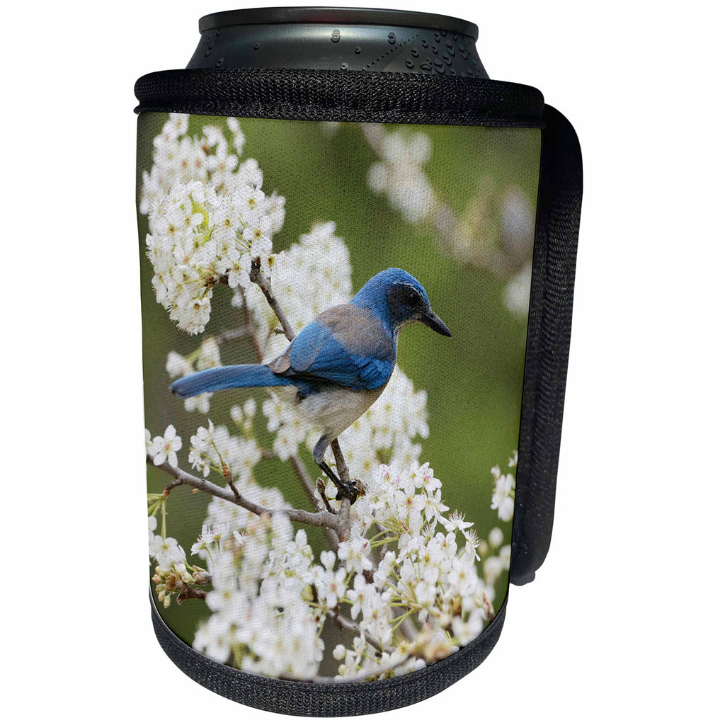 3dRose Danita Delimont - Songbirds - Western Scrub Jay in a Mexican Plum tree, Hill Country, Texas - Can Cooler Bottle Wrap (cc_279583)