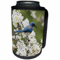 3dRose Danita Delimont - Songbirds - Western Scrub Jay in a Mexican Plum tree, Hill Country, Texas - Can Cooler Bottle Wrap (cc_279583)