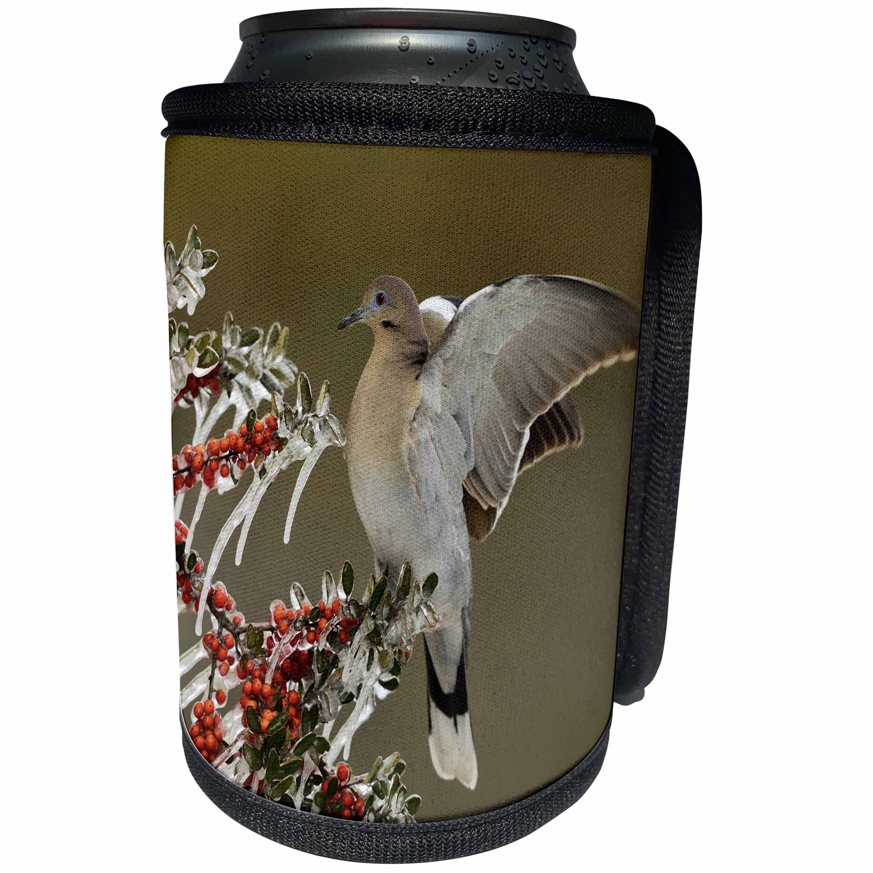 3dRose Danita Delimont - Songbirds - White winged Dove stretching on icy branch, Hill Country, Texas - Can Cooler Bottle Wrap (cc_279585)