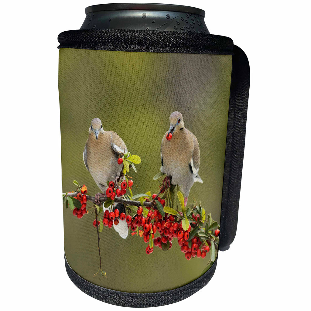 3dRose Danita Delimont - Songbirds - White winged Dove on Firethorn with berries, Hill Country, Texas - Can Cooler Bottle Wrap (cc_279586)