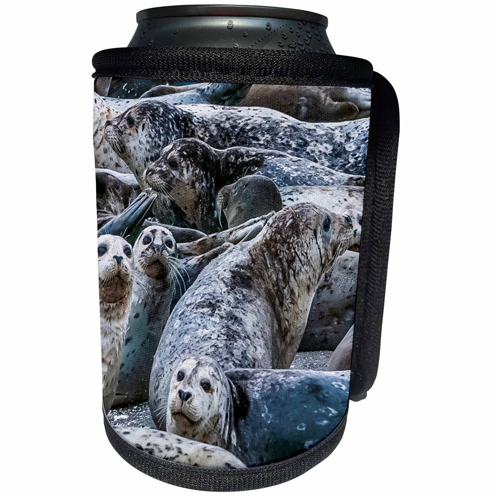 3dRose Danita Delimont - Seals - Harbor seals, Puget Sound, Washington State, USA - Can Cooler Bottle Wrap (cc_279623)