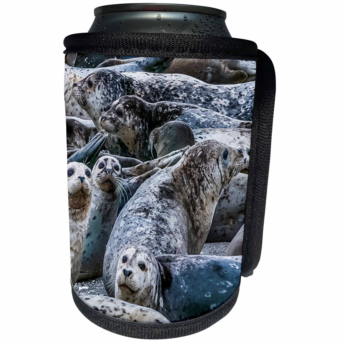 3dRose Danita Delimont - Seals - Harbor seals, Puget Sound, Washington State, USA - Can Cooler Bottle Wrap (cc_279623)