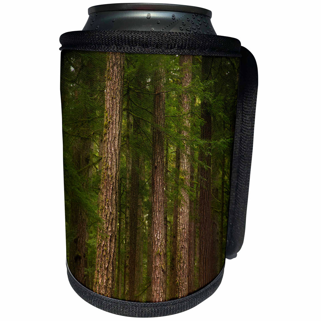 3dRose Danita Delimont - Forests - USA, Washington, Olympic NP. Western hemlock trees in rainforest. - Can Cooler Bottle Wrap (cc_279629)