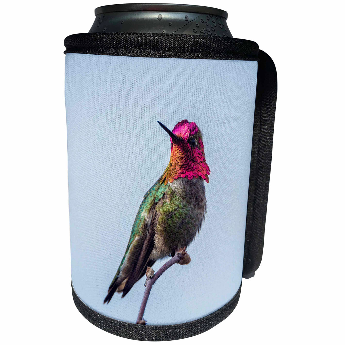 3dRose Danita Delimont - Hummingbirds - USA. Washington. Annas Hummingbird flashes his iridescent gorget. - Can Cooler Bottle Wrap (cc_279655)