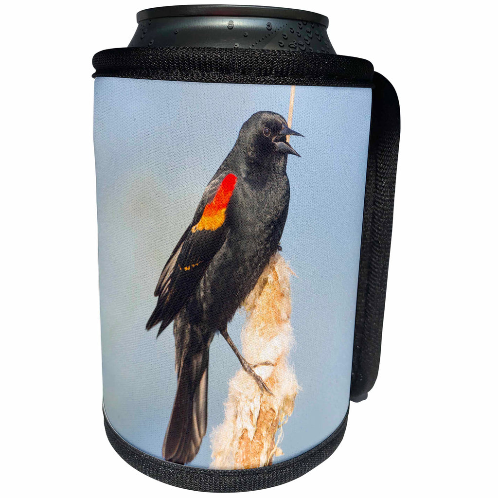 3dRose Danita Delimont - Songbirds - USA. Washington. Adult male Red winged Blackbird sings from a cattail. - Can Cooler Bottle Wrap (cc_279656)