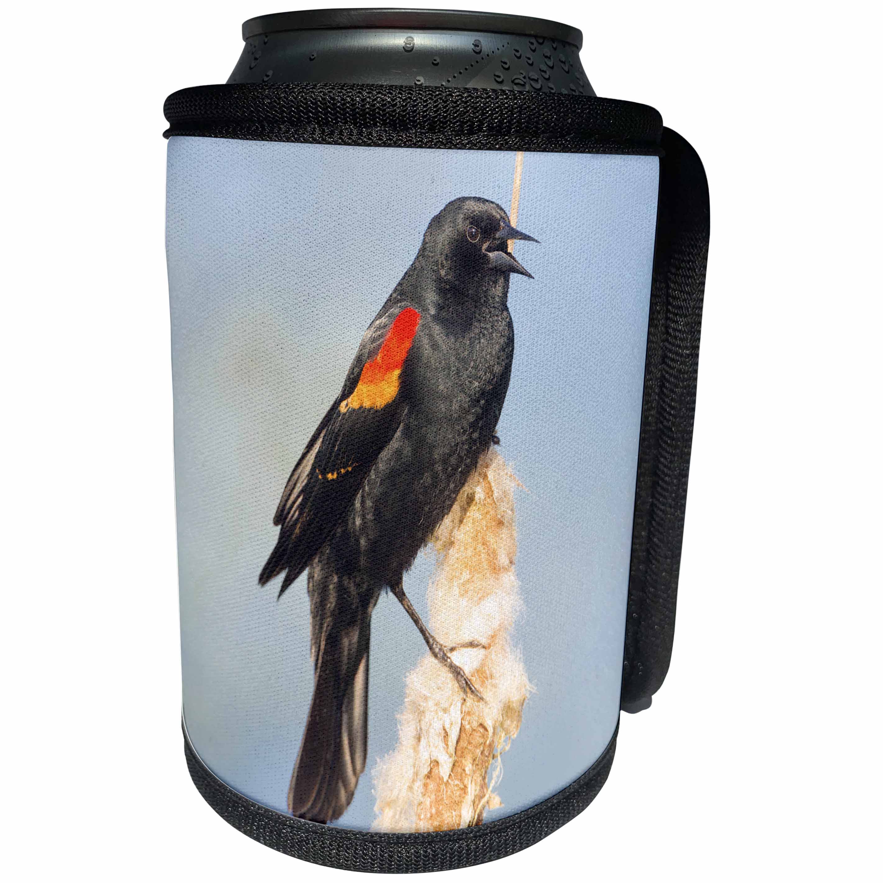 3dRose Danita Delimont - Songbirds - USA. Washington. Adult male Red winged Blackbird sings from a cattail. - Can Cooler Bottle Wrap (cc_279656)