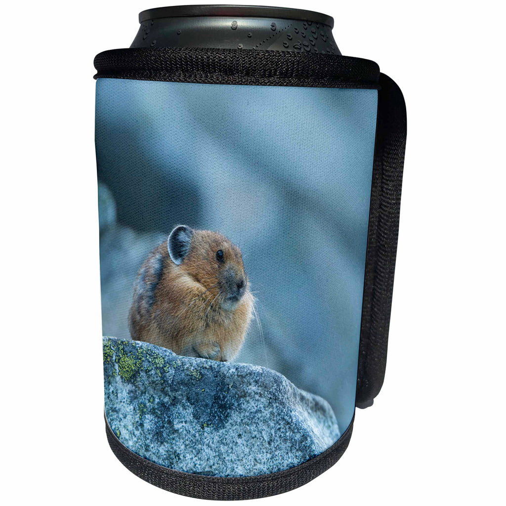 3dRose Danita Delimont - Animals - Washington. American Pica rests on alert at a rocky look out. - Can Cooler Bottle Wrap (cc_279660)