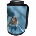 3dRose Danita Delimont - Animals - Washington. American Pica rests on alert at a rocky look out. - Can Cooler Bottle Wrap (cc_279660)