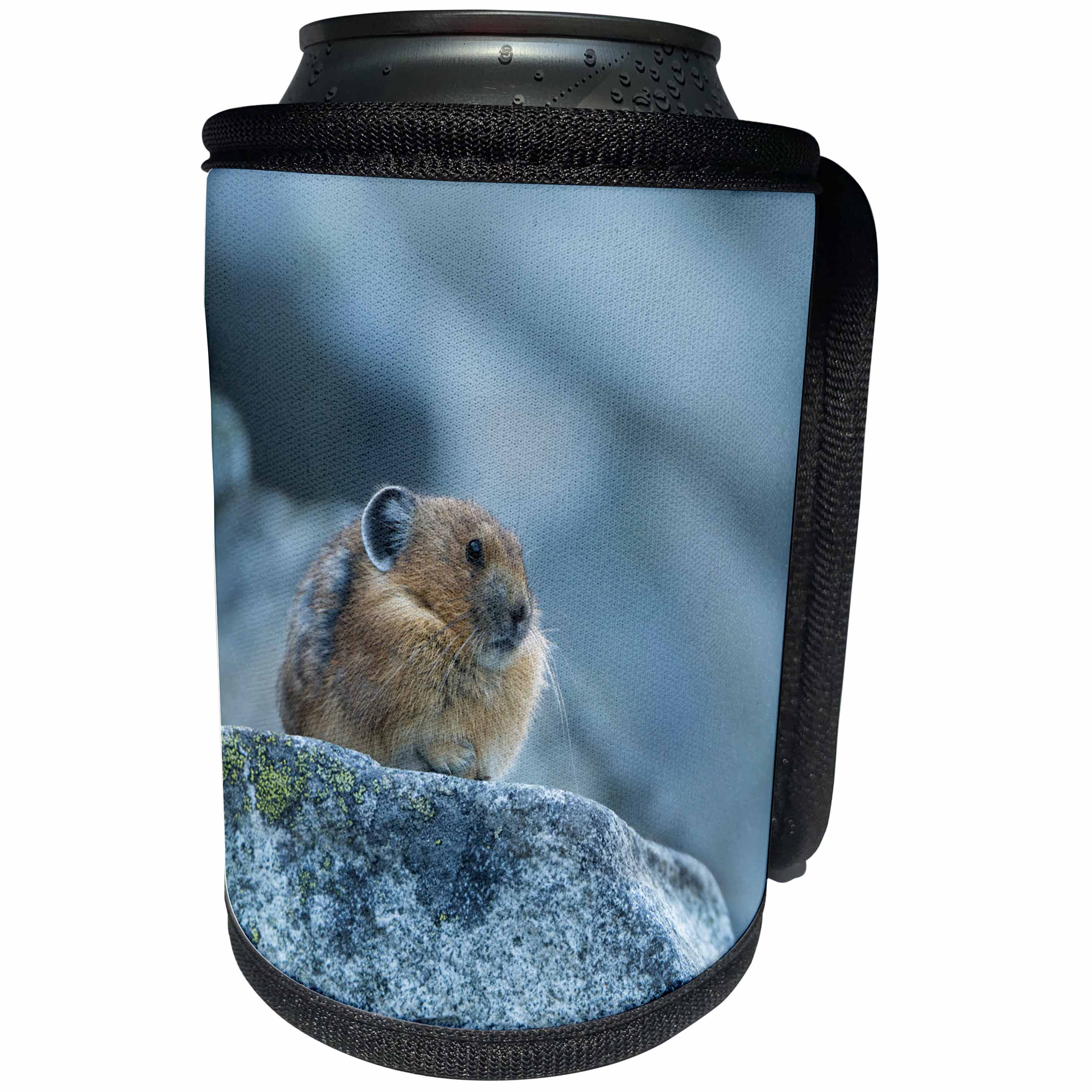3dRose Danita Delimont - Animals - Washington. American Pica rests on alert at a rocky look out. - Can Cooler Bottle Wrap (cc_279660)