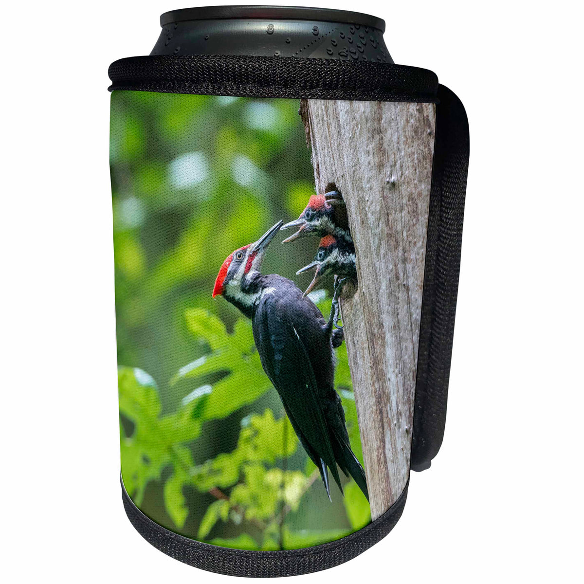 3dRose Danita Delimont - Birds - Washington. Male Pileated Woodpecker feeds chicks at nest hole - Can Cooler Bottle Wrap (cc_279665)