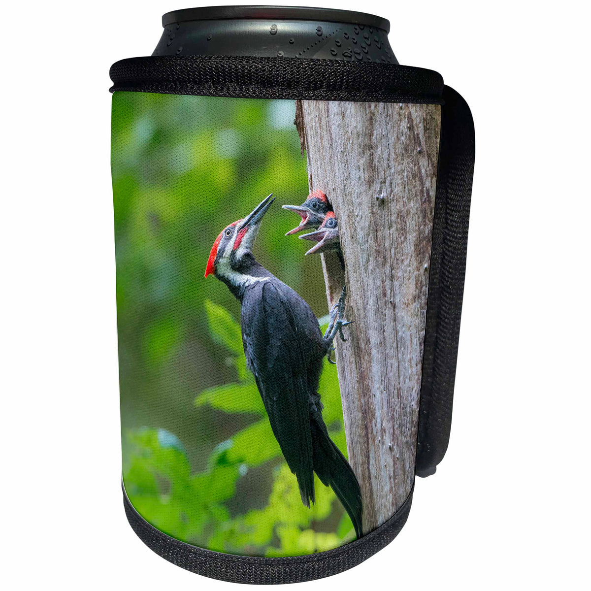 3dRose Danita Delimont - Birds - Washington. Male Pileated Woodpecker feeds begging chicks. - Can Cooler Bottle Wrap (cc_279684)