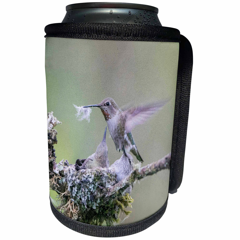3dRose Danita Delimont - Hummingbirds - Washington. Annas Hummingbird female removes some down from nest. - Can Cooler Bottle Wrap (cc_279687)