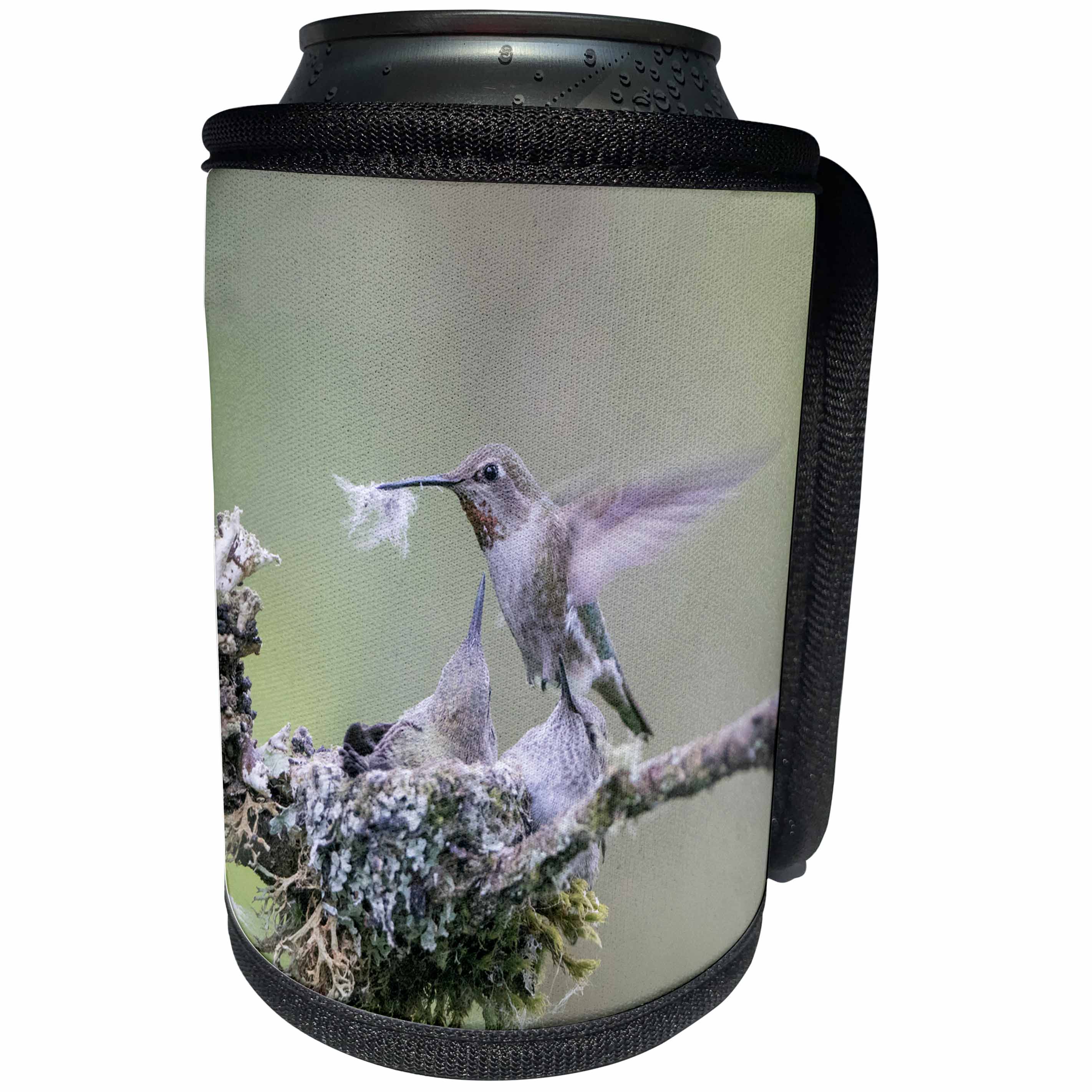 3dRose Danita Delimont - Hummingbirds - Washington. Annas Hummingbird female removes some down from nest. - Can Cooler Bottle Wrap (cc_279687)