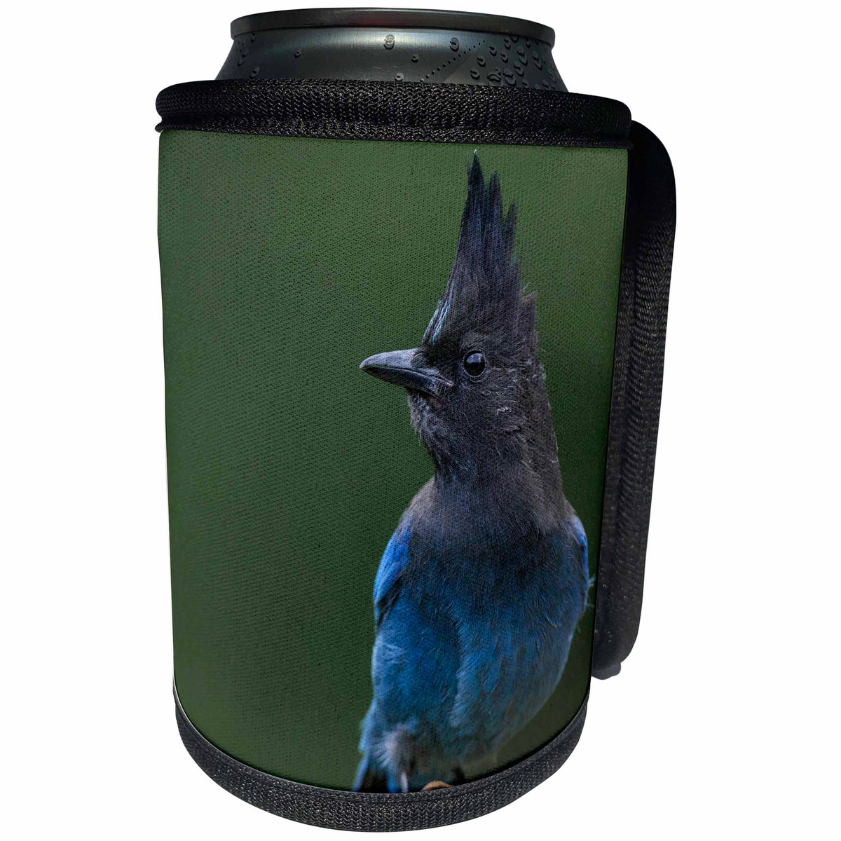 3dRose Danita Delimont - Songbirds - Washington. Stellers Jay collects sunflower seeds from a garden. - Can Cooler Bottle Wrap (cc_279695)