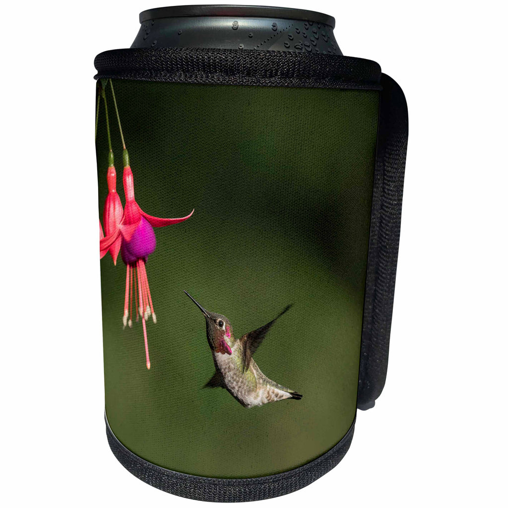3dRose Danita Delimont - Hummingbirds - Washington. Male Annas Hummingbird hovers at a fuchsia flower - Can Cooler Bottle Wrap (cc_279696)