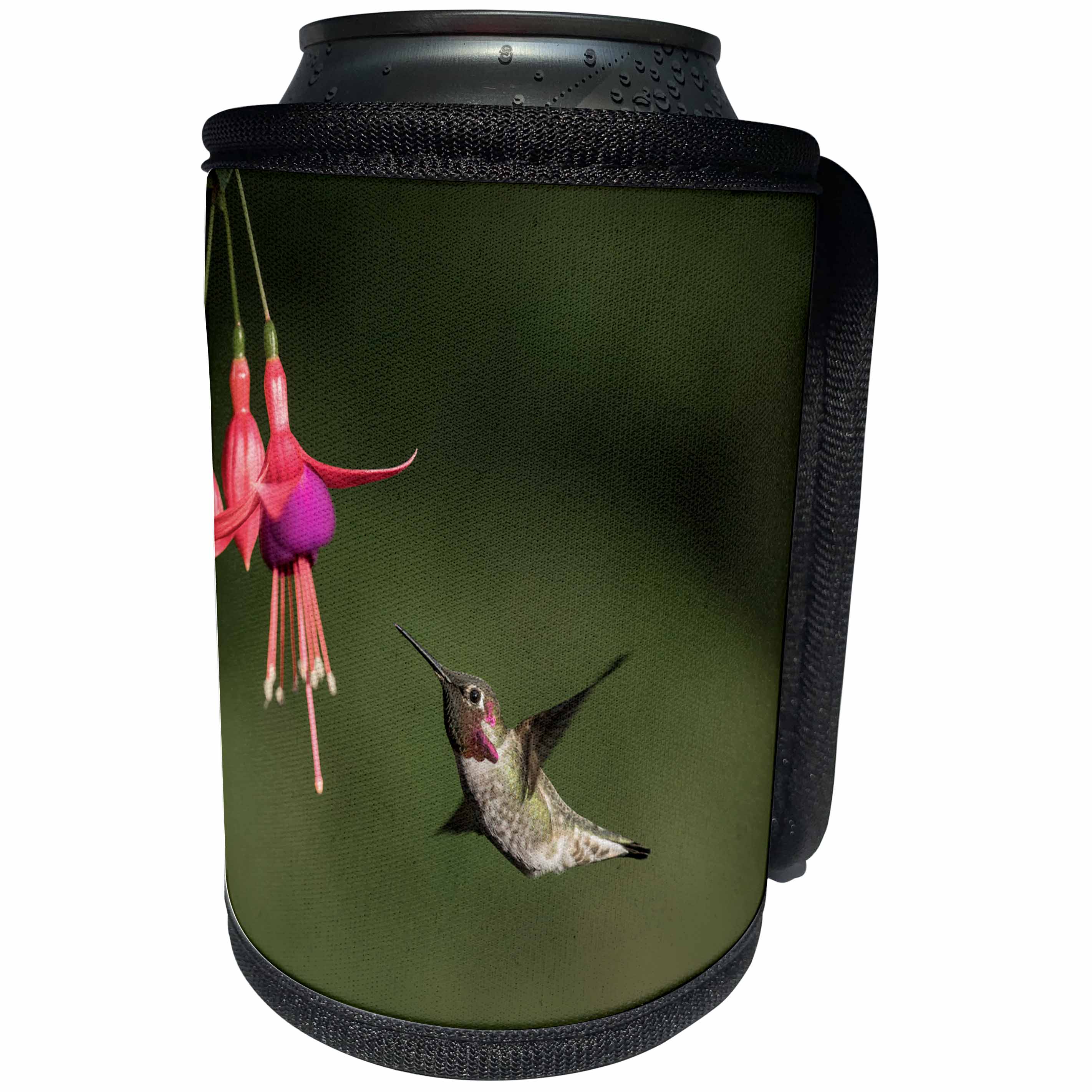 3dRose Danita Delimont - Hummingbirds - Washington. Male Annas Hummingbird hovers at a fuchsia flower - Can Cooler Bottle Wrap (cc_279696)