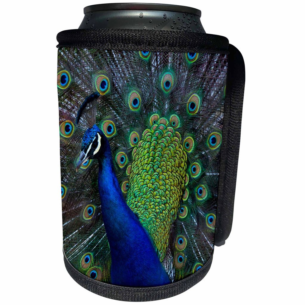 3dRose Danita Delimont - Birds - USA, Washington State, Olympic Peninsula, Male Peacock - Can Cooler Bottle Wrap (cc_279712)