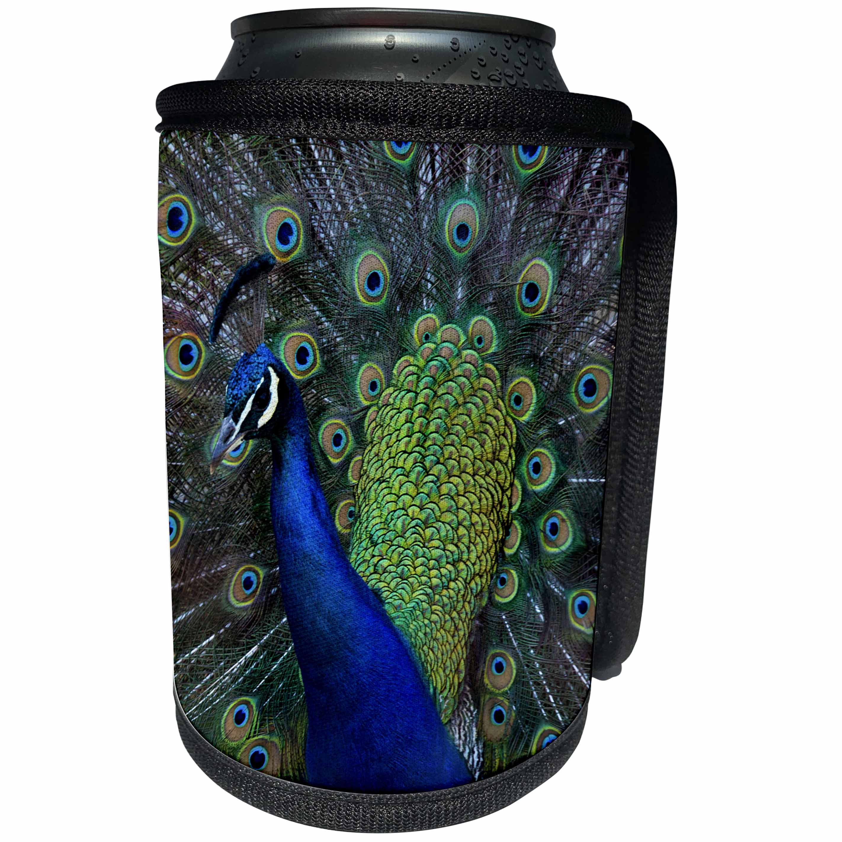 3dRose Danita Delimont - Birds - USA, Washington State, Olympic Peninsula, Male Peacock - Can Cooler Bottle Wrap (cc_279712)