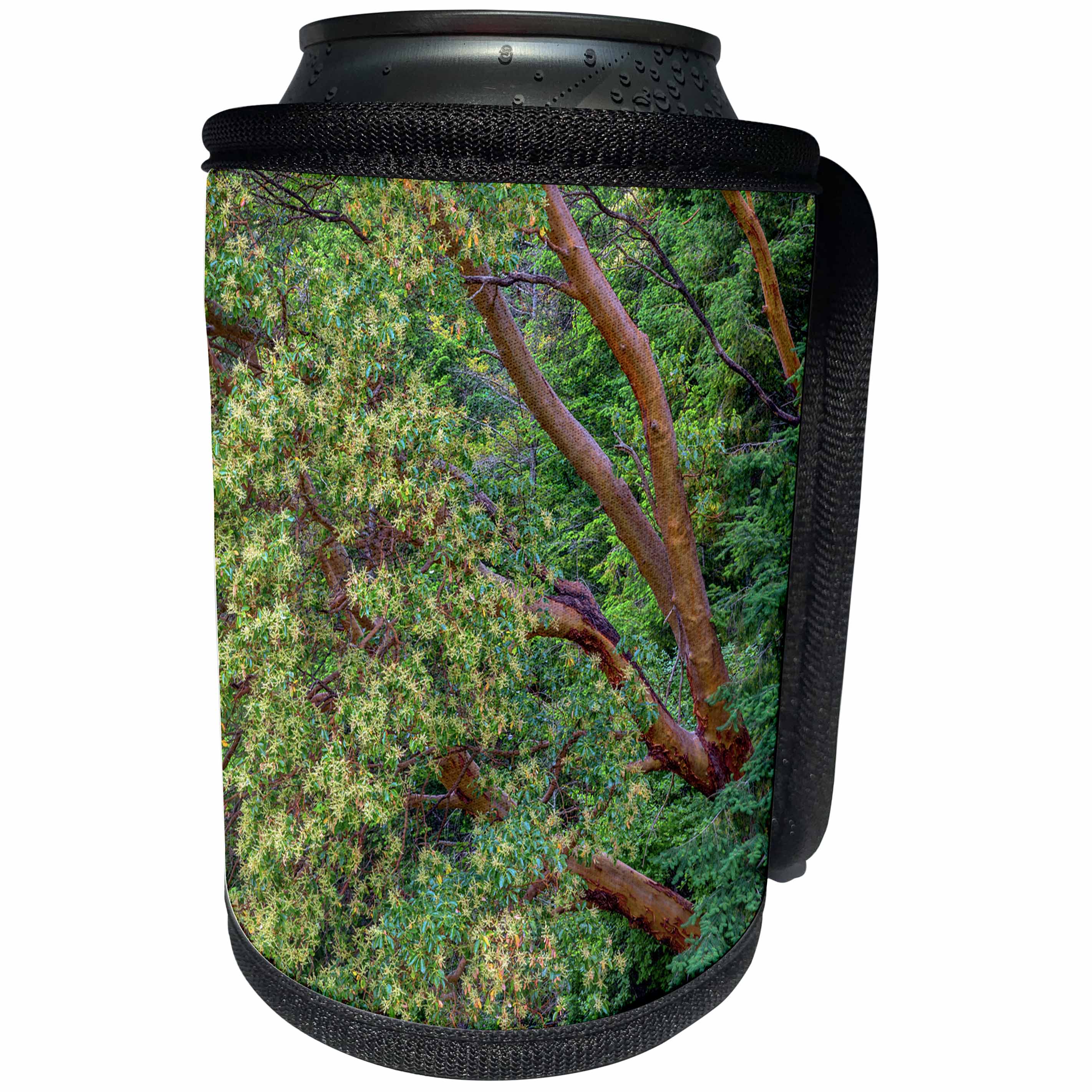 3dRose Danita Delimont - Forests - Washington, San Juan Island, English Camp, Pacific madrone trees. - Can Cooler Bottle Wrap (cc_279716)