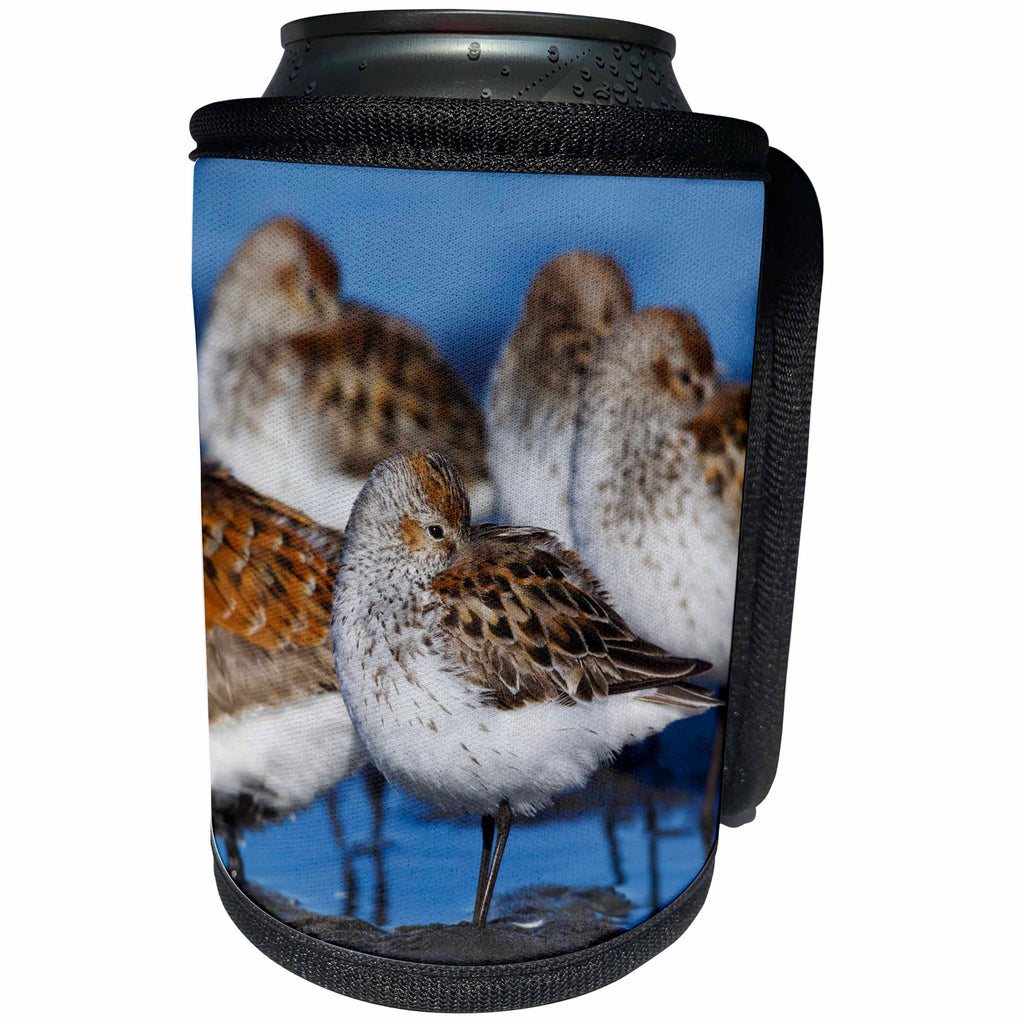 3dRose Danita Delimont - Birds - Western Sandpipers and Dunlin resting - Can Cooler Bottle Wrap (cc_279739)