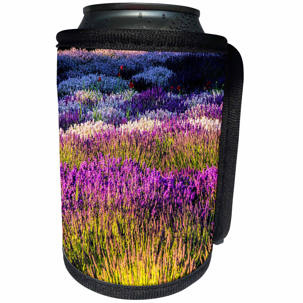 3dRose Danita Delimont - Flowers - USA, Washington, Sequim, Lavender Field, Lavender Field in full boom - Can Cooler Bottle Wrap (cc_279765)