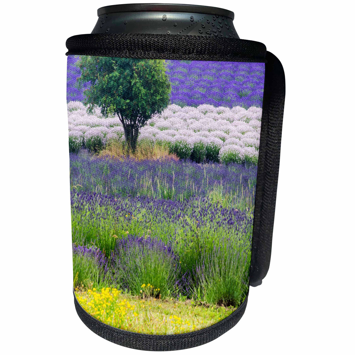 3dRose Danita Delimont - Agriculture - USA, Washington, Sequim, Lavender Field in full boom. - Can Cooler Bottle Wrap (cc_279783)