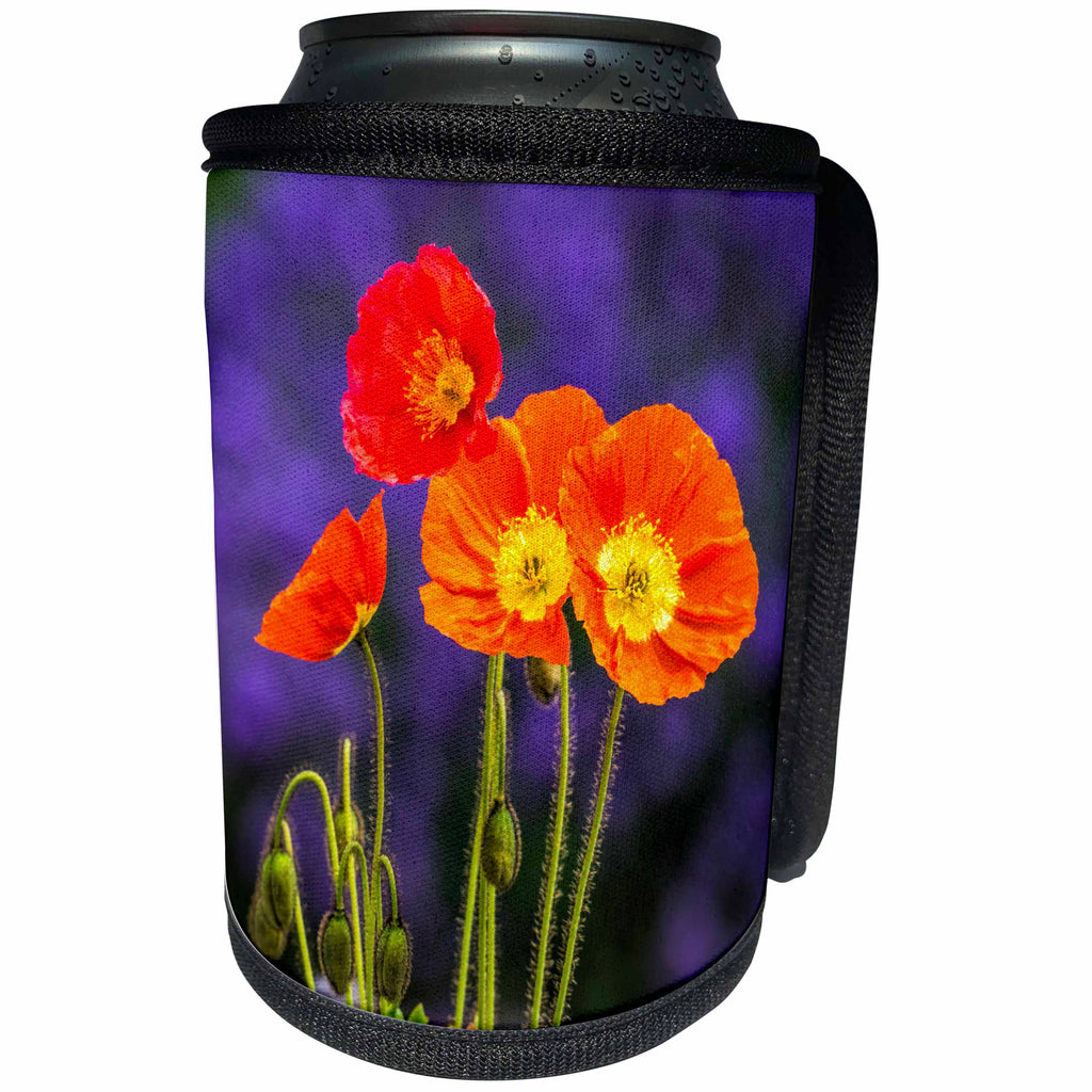3dRose Danita Delimont - Flowers - USA, Washington State, Poppies on Display - Can Cooler Bottle Wrap (cc_279784)