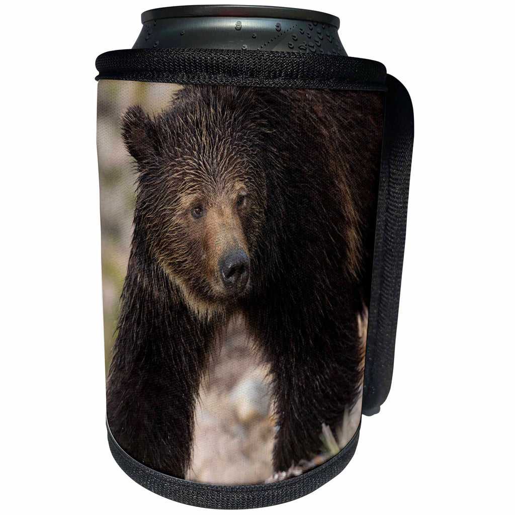 3dRose Danita Delimont - Bears - USA, Wyoming, Yellowstone National Park. Close up of grizzly bear. - Can Cooler Bottle Wrap (cc_279804)