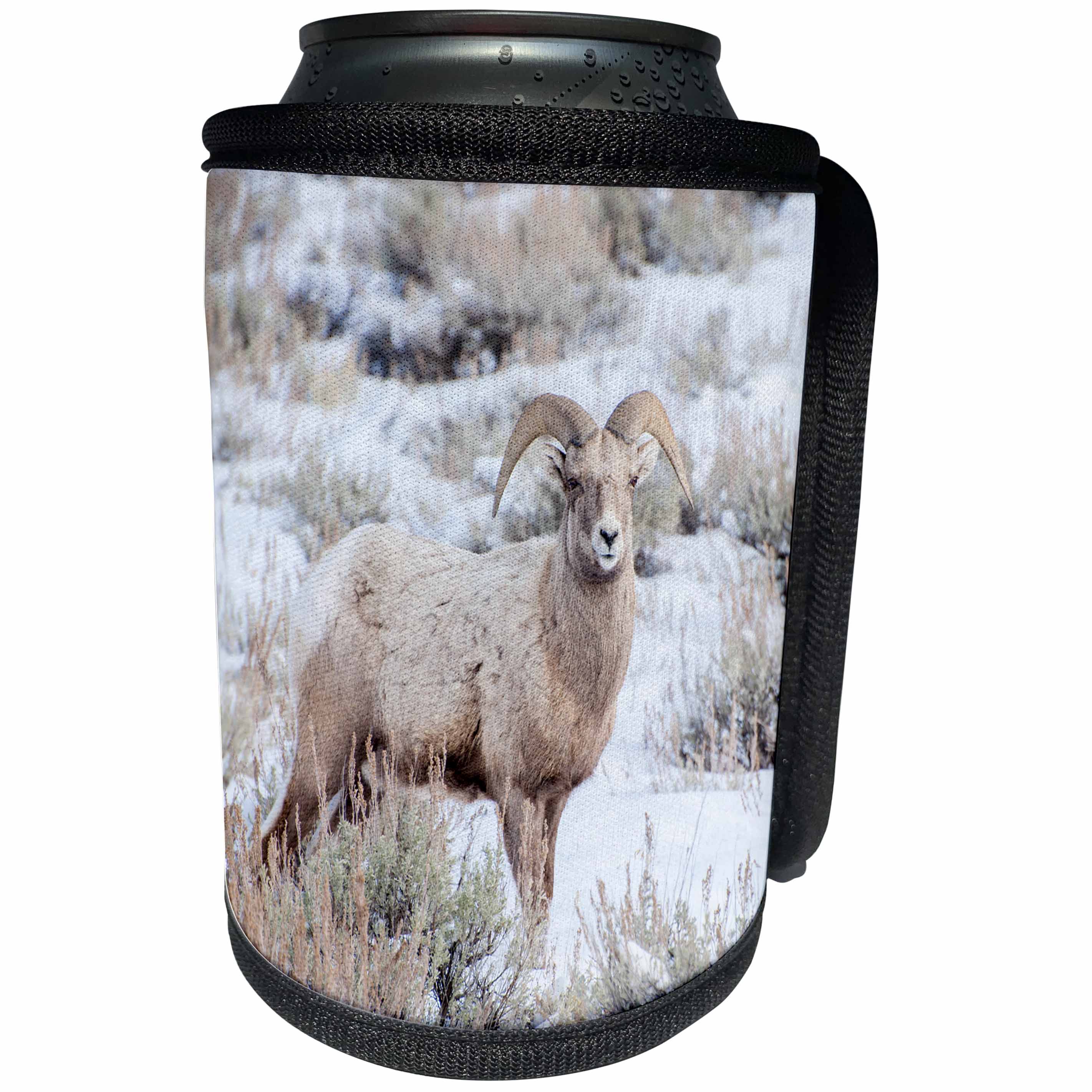 3dRose Danita Delimont - Sheep - USA, Wyoming, bighorn sheep, winter - Can Cooler Bottle Wrap (cc_279806)