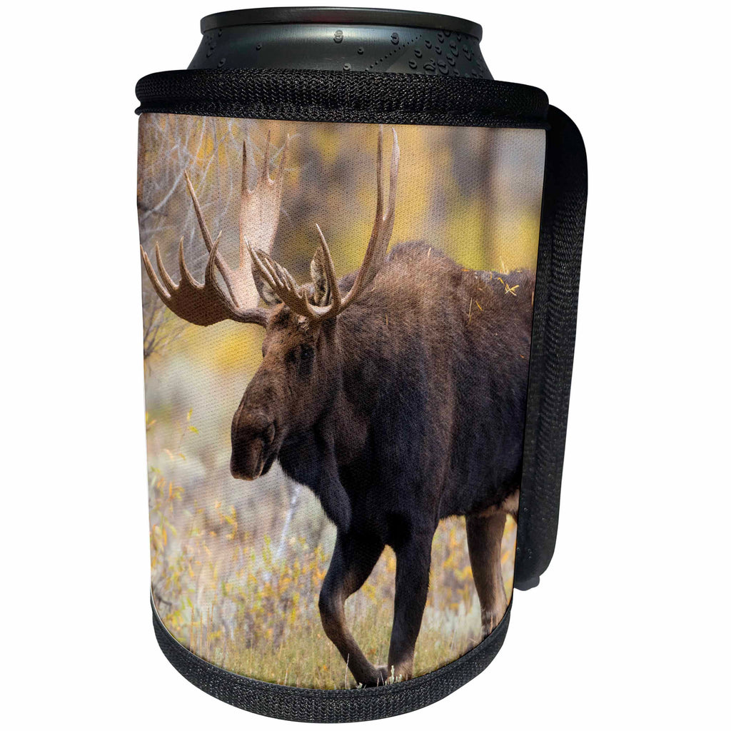 3dRose Danita Delimont - Moose - Moose walking trough autumn grassland, Grand Teton NP, Wyoming - Can Cooler Bottle Wrap (cc_279837)