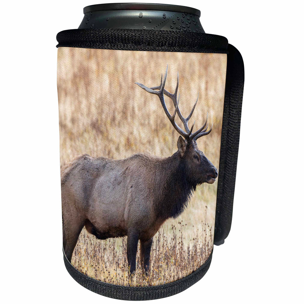 3dRose Danita Delimont - Elk - Bull elk, Yellowstone National Park, Wyoming - Can Cooler Bottle Wrap (cc_279839)