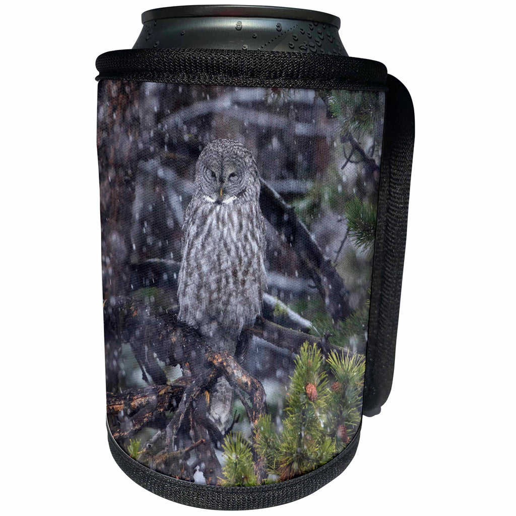 3dRose Danita Delimont - Owls - Great Gray Owl in snowstorm, Yellowstone NP, Wyoming - Can Cooler Bottle Wrap (cc_279842)