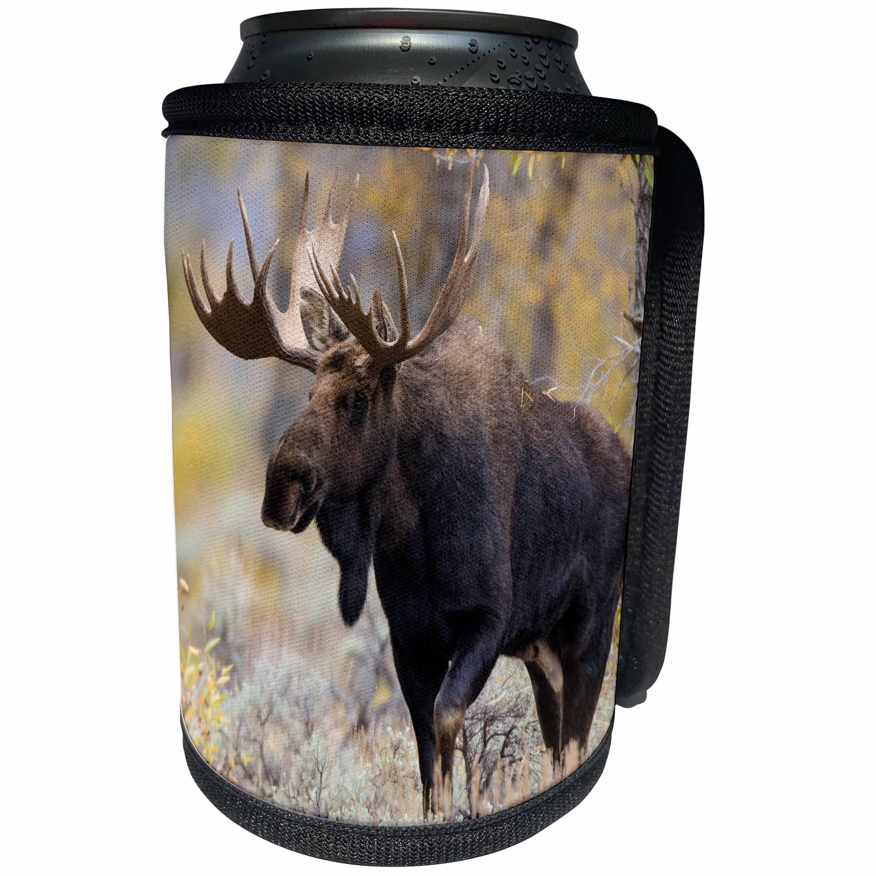 3dRose Danita Delimont - Moose - Large bull Moose, Grand Teton National Park, Wyoming - Can Cooler Bottle Wrap (cc_279845)