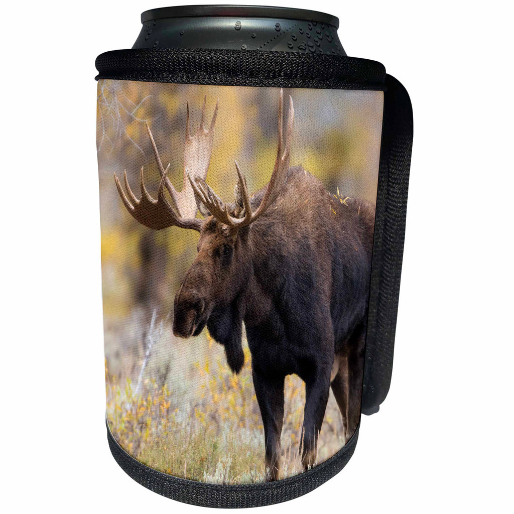 3dRose Danita Delimont - Moose - Moose, Alces alces, bull in fall, Grand Teton National Park, Wyoming - Can Cooler Bottle Wrap (cc_279847)