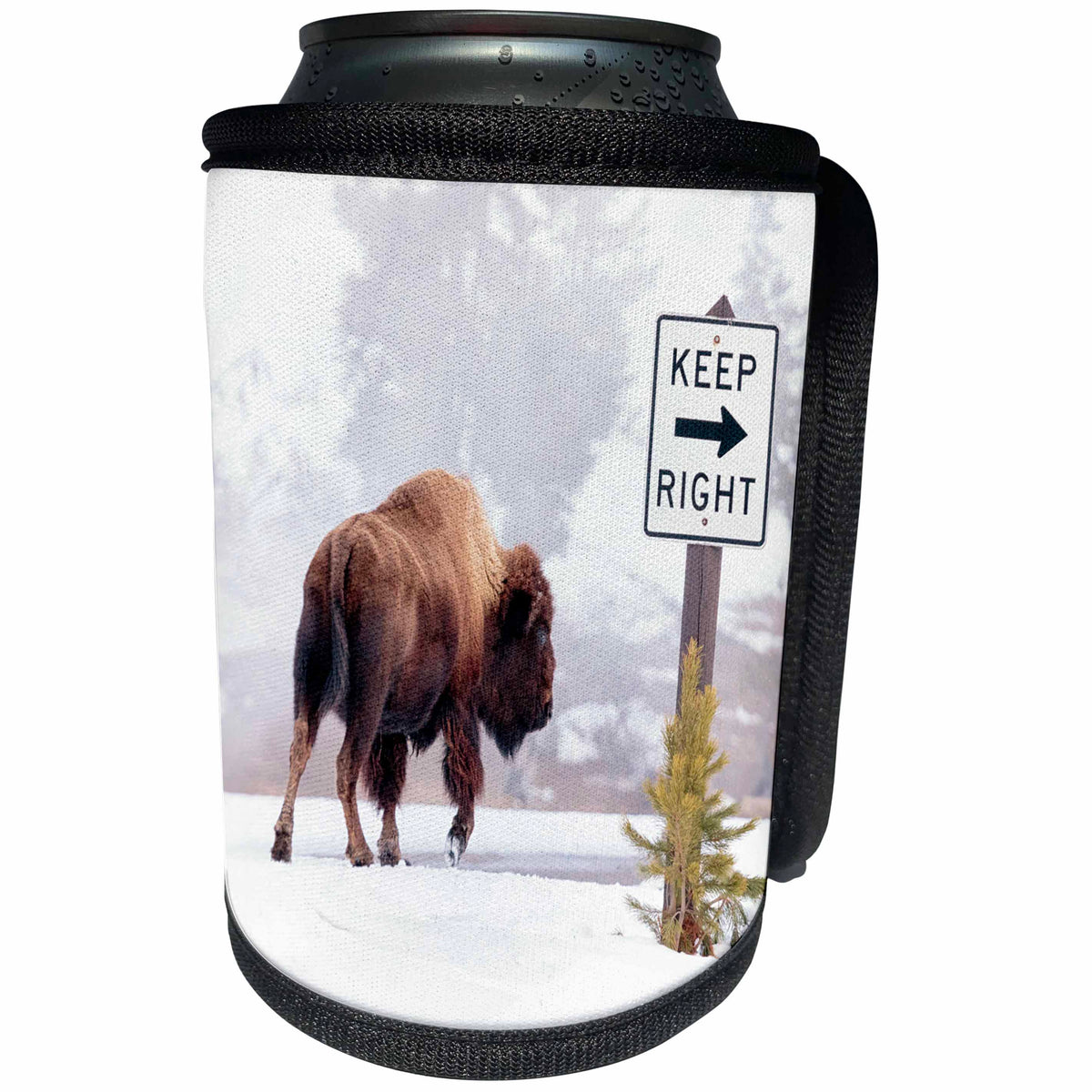 3dRose Danita Delimont - Bison - Buffalo looking for Direction. Yellowstone National Park. Wyoming. - Can Cooler Bottle Wrap (cc_279853)