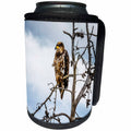 3dRose Mike Swindle Photography - Animals - Hawk in tree - Can Cooler Bottle Wrap (cc_280208)
