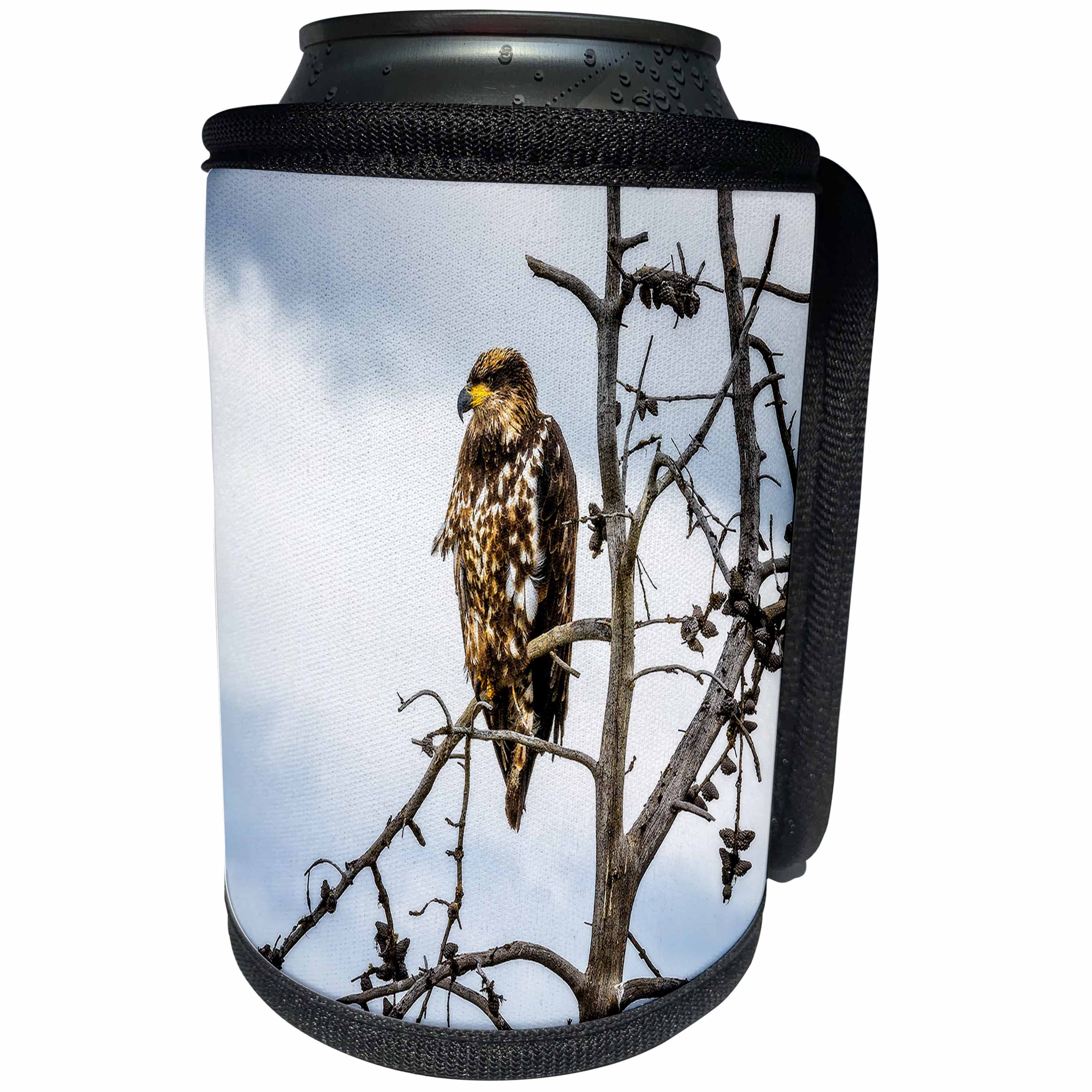 3dRose Mike Swindle Photography - Animals - Hawk in tree - Can Cooler Bottle Wrap (cc_280208)