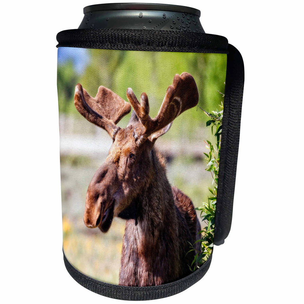 3dRose Mike Swindle Photography - Animals - Moose looking - Can Cooler Bottle Wrap (cc_280209)