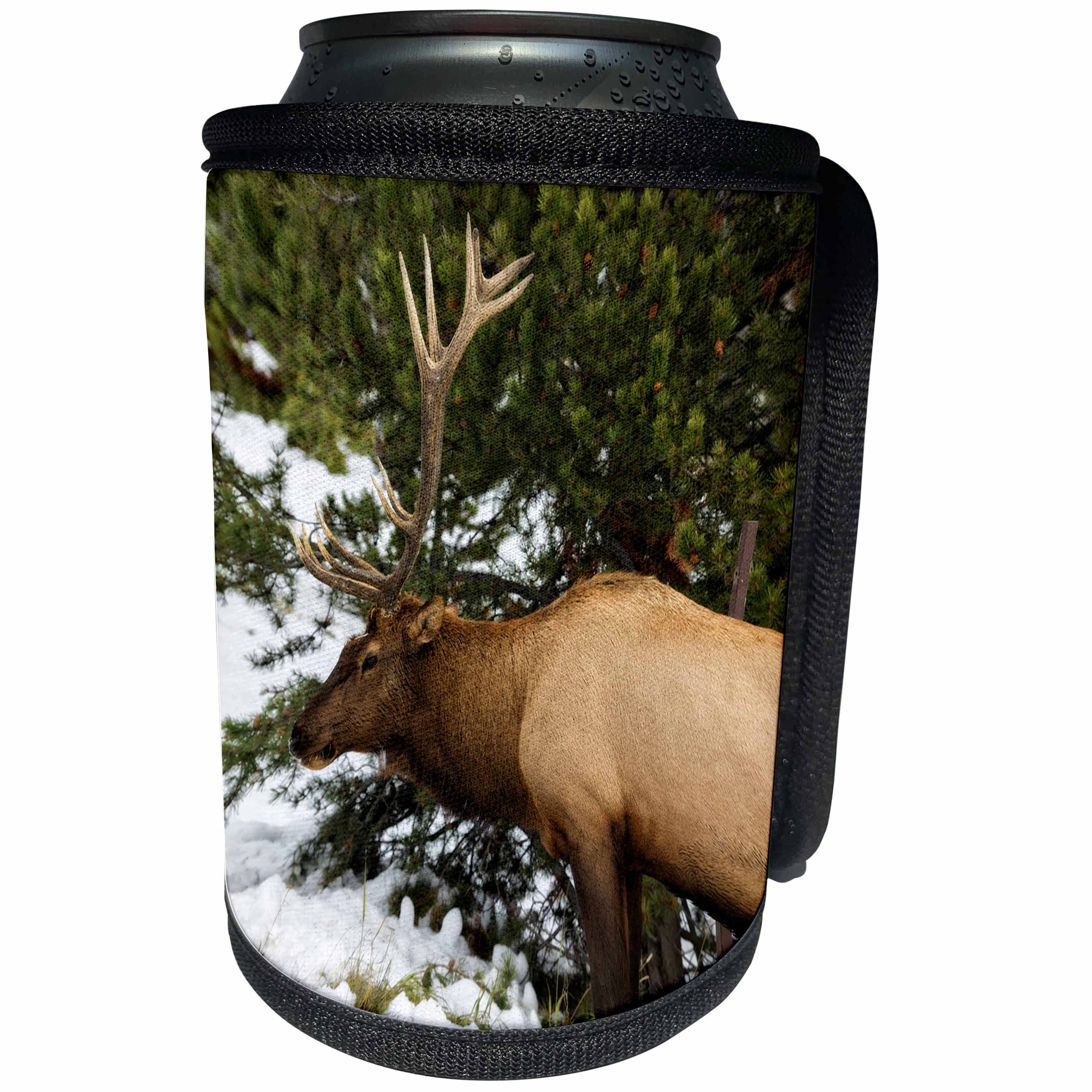 3dRose Mike Swindle Photography - Animals - Elk eating grass - Can Cooler Bottle Wrap (cc_280210)